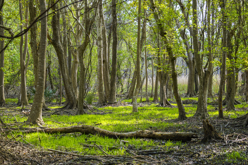 Carolina Beach State Park