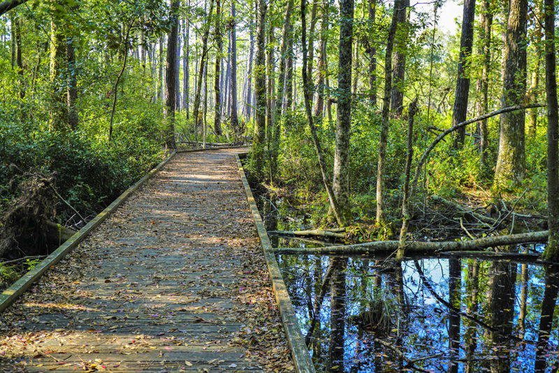 Carolina Beach State Park