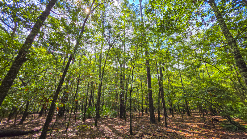 Wormsloe Historic Site Trail