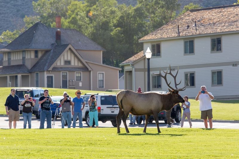 Elk à Yellowstone NP