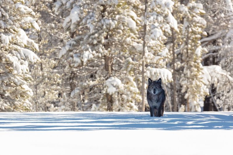Un loup à Yellowstone