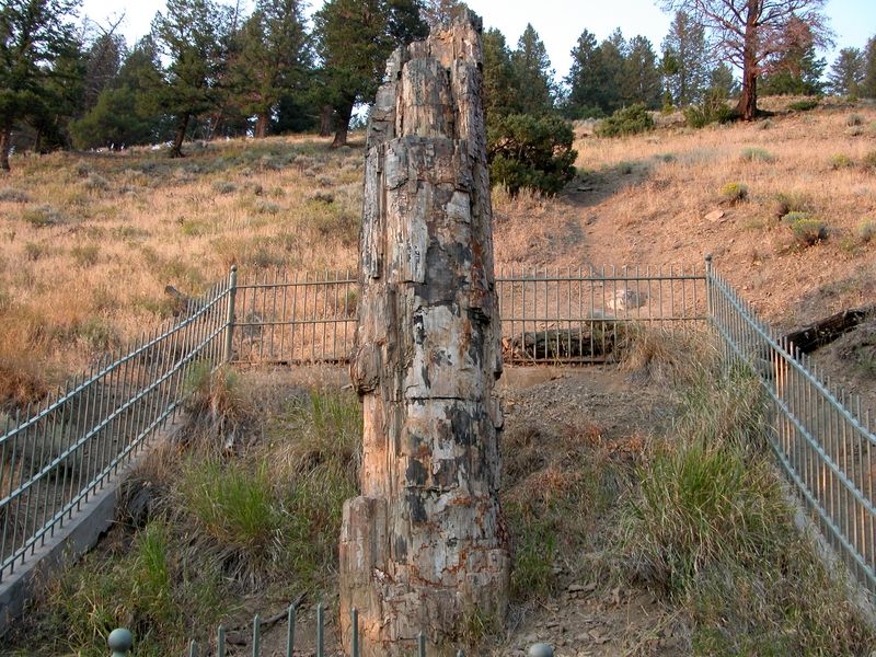 Petrified Tree