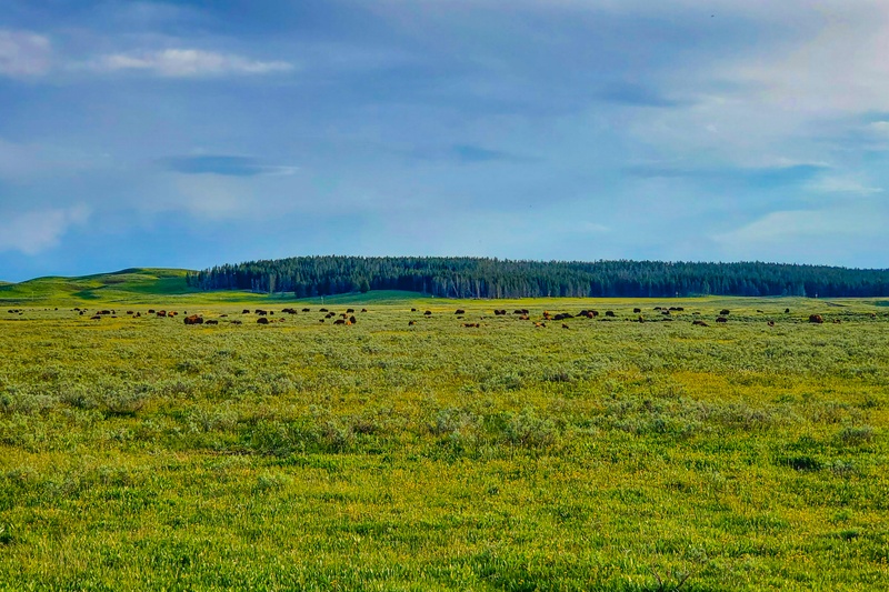 Bisons dans Hayden Valley