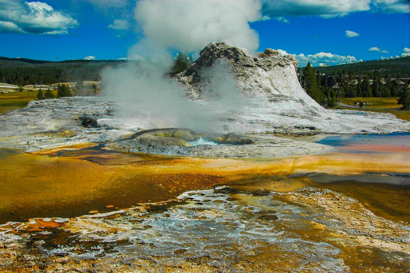 Tortoise Shell Spring