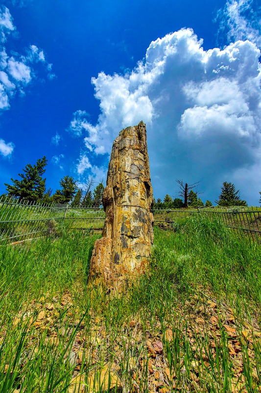 Petrified Tree
