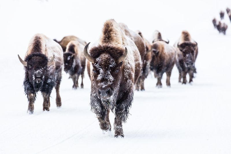 Yellowstone en hiver