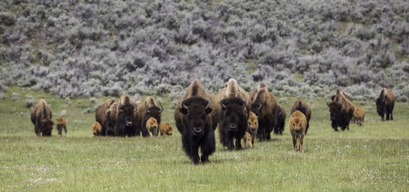 Bisons à Yellowstone NP
