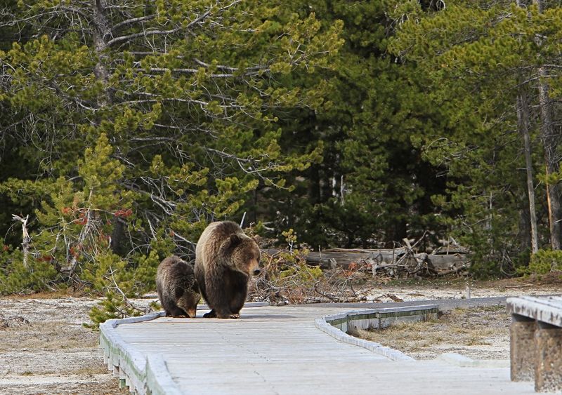 Ours à Yellowstone NP