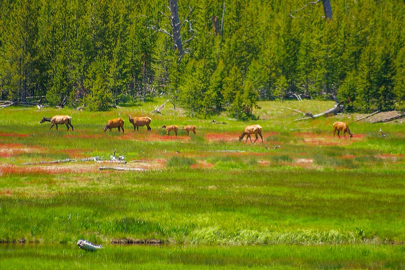 Le long de Madison River