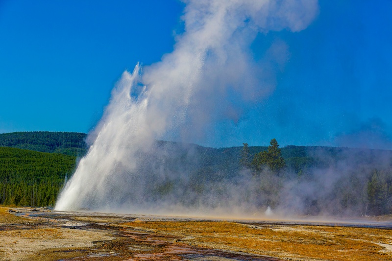 Daisy Geyser