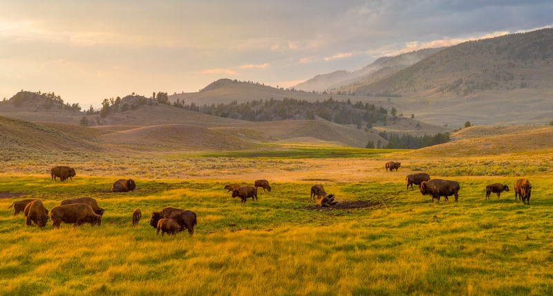 Lamar Valley