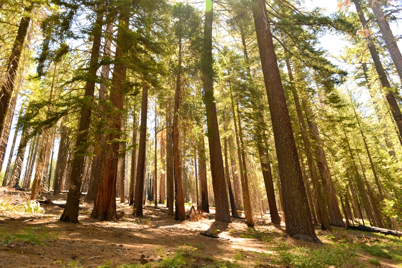Tuolumne Grove