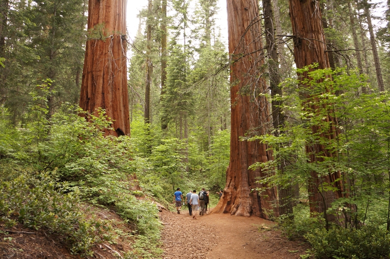 Merced Grove