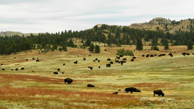 Visiter Custer SP, dans le Dakota du Sud, avec notre guide de voyage