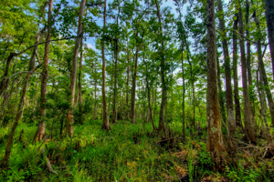 Barataria Preserve