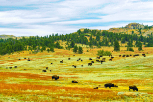 Custer State Park