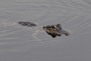 Everglades National Park