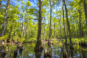 First Landing State Park