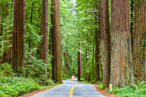 Humboldt Redwoods State Park