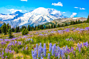 Mount Rainier National Park