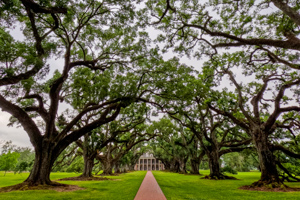 Visiter Oak Alley Plantation