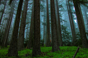 Olympic National Park