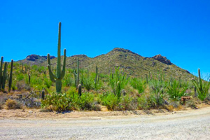 Saguaro National Park