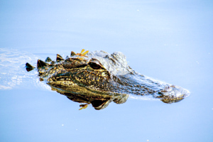 Savannah National Wildlife Refuge