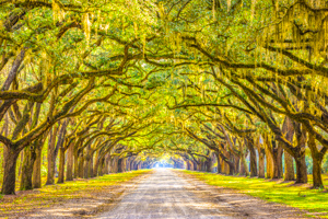 Wormsloe State Historic Site