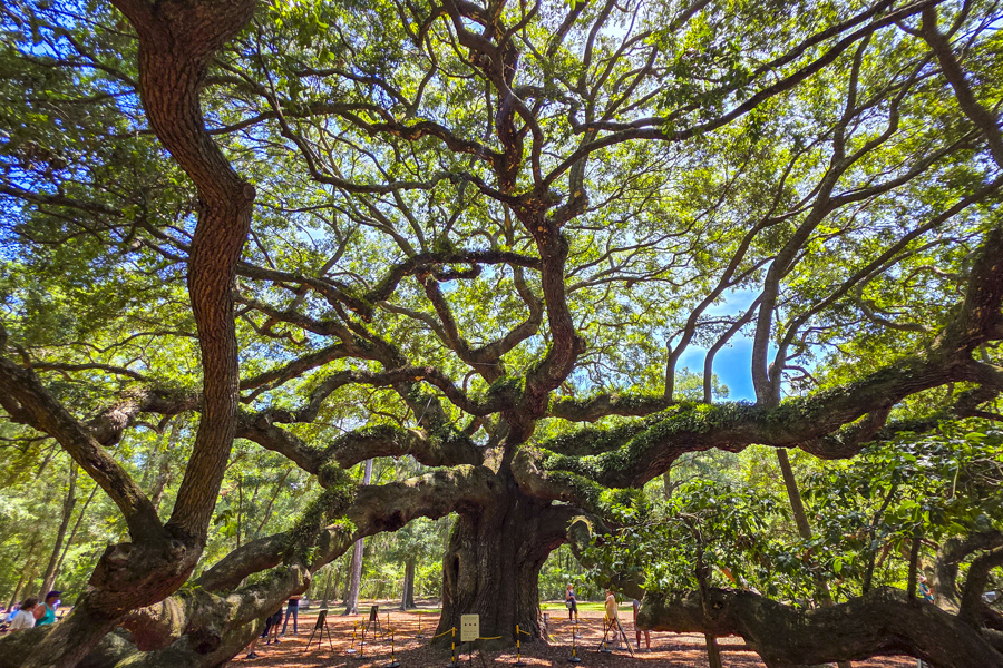 Angel Oak