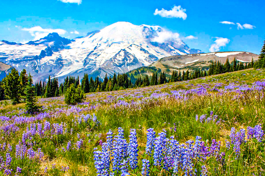 Mount Rainier NP