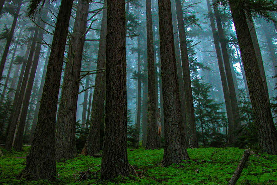 Olympic NP