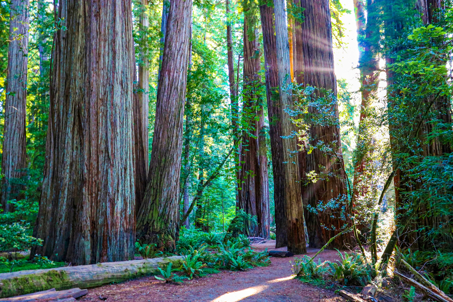 Redwood N&SPs