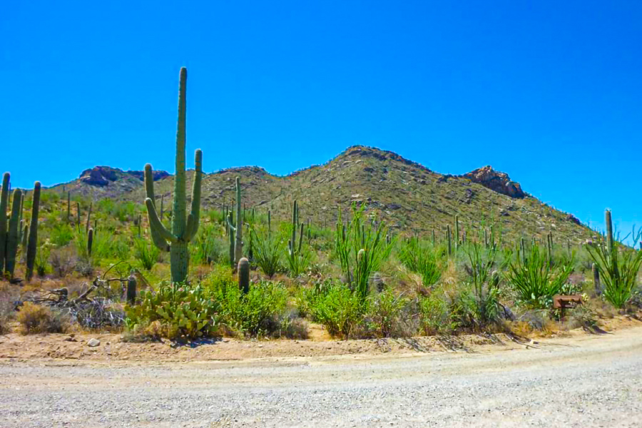 Saguaro NP