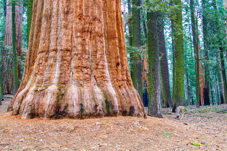 Sequoia & Kings Canyon NPs