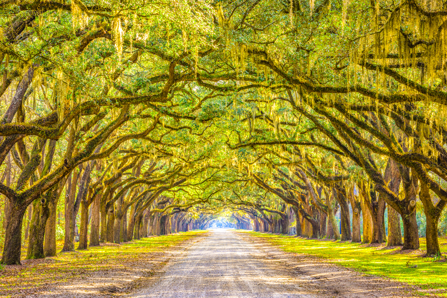 Wormsloe State Historic Site
